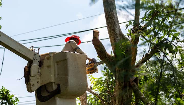 A tree care and maintenance worker in Austin, TX wearing orange safety hat