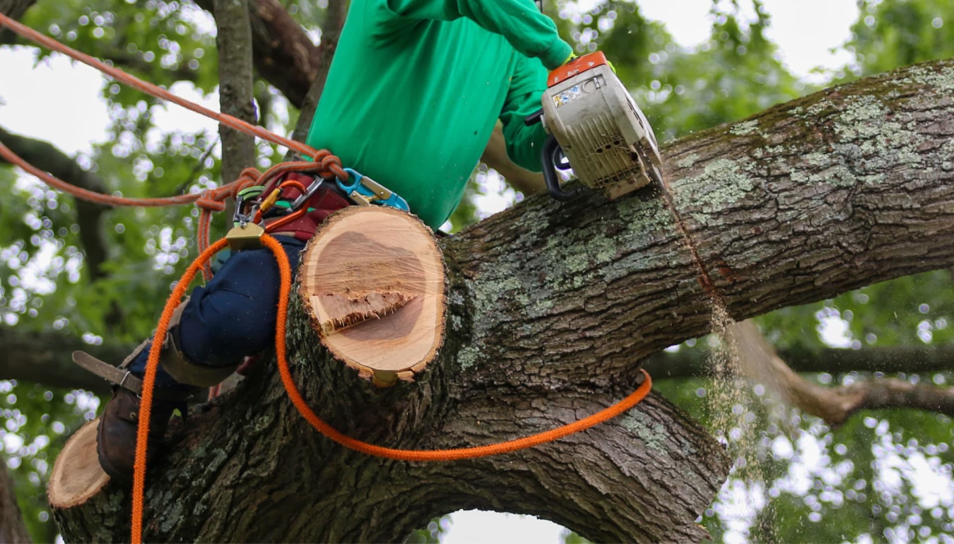 A tree trimming consultant in Austin, TX wearing safety knots
