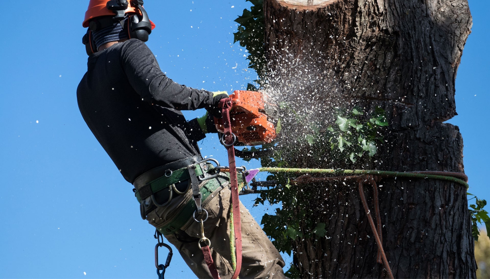 A tree removal expert is high in tree to cut down stump in Austin, TX.